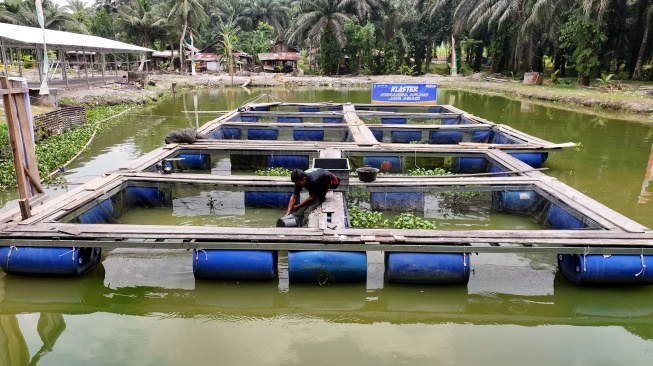 UMKM Ting Ting Jahe dan Kerambah Apung Jadi Motor Ekonomi Desa Empang Baru