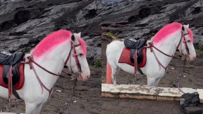 Bromo dan Kuda-Kudanya: Antara Pariwisata dan Kesejahteraan Hewan