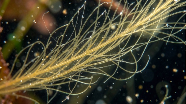 Ancaman Baru dari Perubahan Iklim, Rantai Makanan Laut Ikut Terganggu