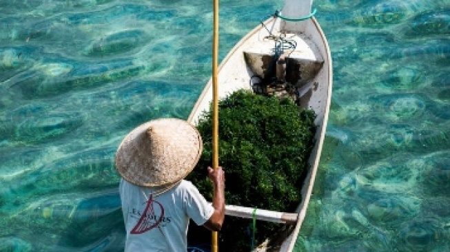 Tren Akuakultur Semakin Menjauh dari Target Iklim, Rumput Laut Ditinggalkan
