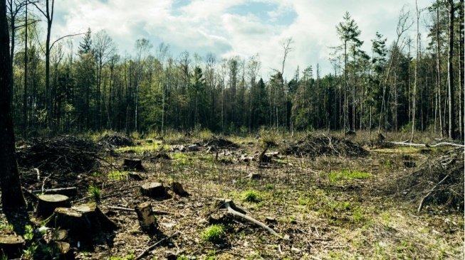 Bukan Cuma Rusak Lingkungan, Penebangan Hutan Liar juga Picu Lonjakan Penyakit
