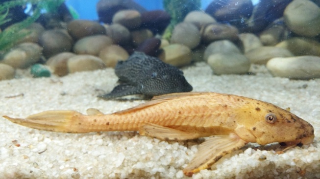 Hati-Hati "Antek" Asing Berinsang: Sisi Gelap Ikan Sapu-Sapu yang Merusak Ekosistem