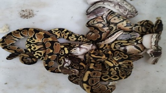 Misi Gelap WNA Rusia Selundupkan 202 Reptil Digagalkan Gakkum Kemenhut! Pelaku Terancam 10 Tahun Bui