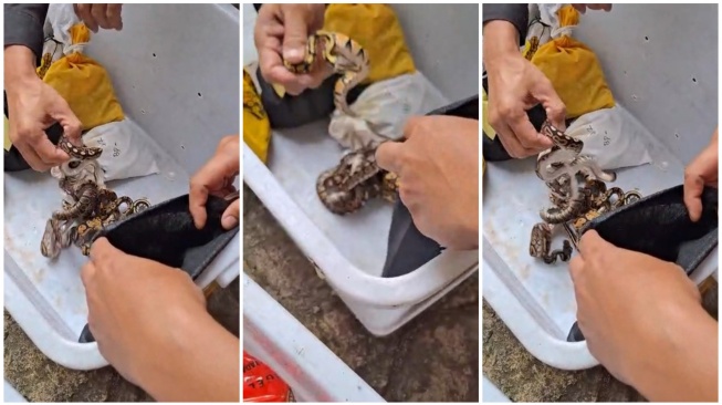 Balai Penegakan Hukum (Gakkum) Kementerian Kehutanan menggagalkan penyelundupan 202 ekor reptil yang hendak dikirim ke Dubai melalui Bandara Internasional Soekarno-Hatta. [Tangkapan Layar]