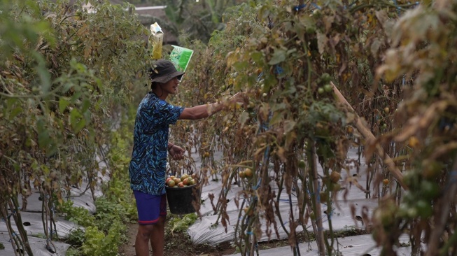 Kisah Petani Sayuran di Lereng Merapi: Penghasilan Melonjak Berkat Program MBG