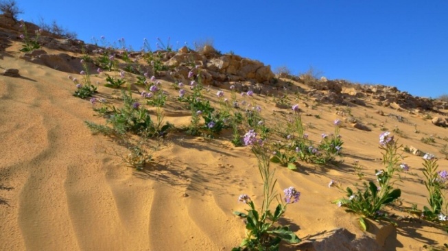 Penelitian terbaru mengungkap kemunculan sejumlah spesies tanaman langka, bahkan satu jenis baru yang belum pernah dikenal sains sebelumnya di wilayah gurun Israel. [Ynet]