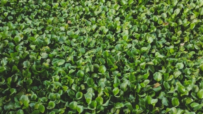 Mengapa Spesies Invasif Jadi Ancaman Serius bagi Alam Indonesia: Bagaimana Menanganinya?