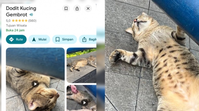Viral Dodit Kucing Gembrot Jadi Artis Google Maps, Titik Lokasinya Diburu