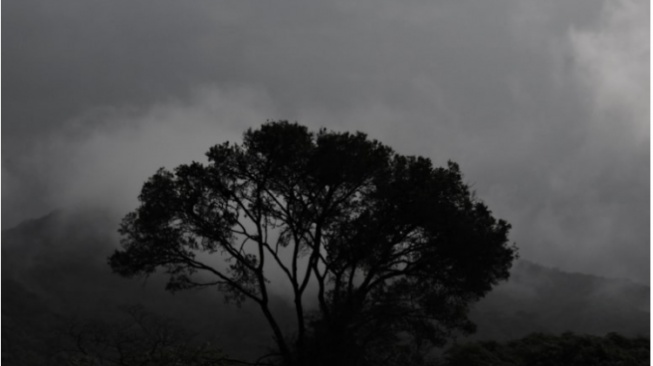 Pocong Berdarah di Dahan Sengon Buto yang Dilihat oleh Lek Salim