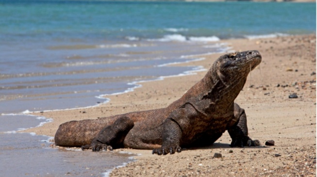 Naga Purba ke Jepang: Diplomasi Hijau dan Misi Penyelamatan Komodo