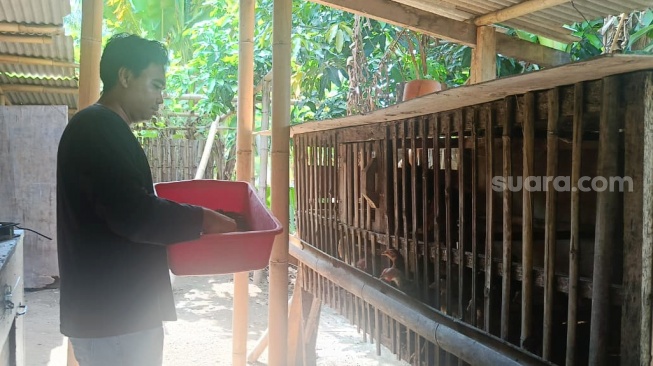 Dedi, peternak ayam kampung dan maggot di Lombok Timur, NTB. (Suara.com/Dwi Bowo Raharjo)