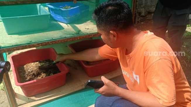 Maggot yang dikelola oleh Dedi, di Lombok Timur, NTB. (Suara.com/Dwi Bowo Raharjo)