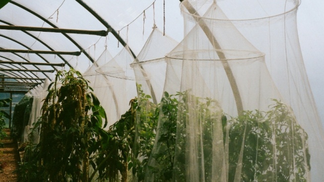 Efek Domino Plastik yang Menyentuh Semua Sektor, Pertanian Juga Kena lho!