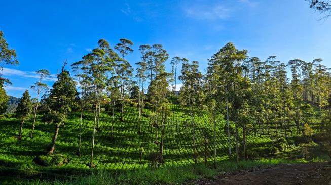 Perkebunan teh dan wortel milik warga. [Doc Pribadi/Lintang Siltya Utami]