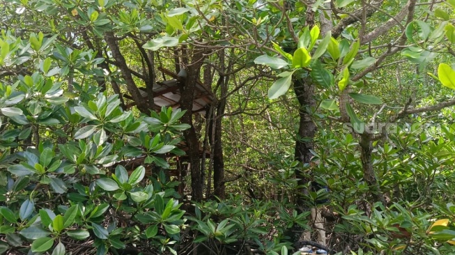Lokasi budidaya madu mangrove Gili Sulat di Lombok Timur. (Suara.com/Dwi Bowo Raharjo)