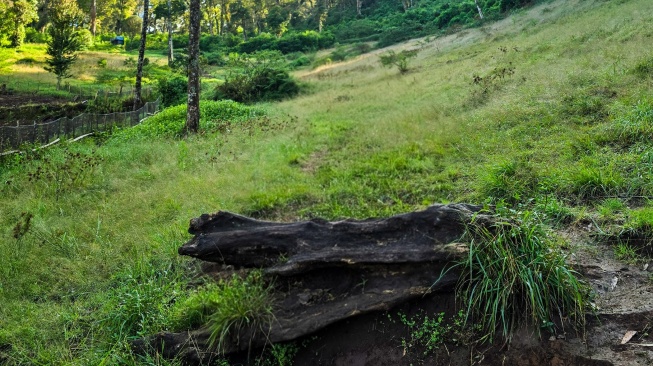 Salah satu pohon tumbang yang jadi spot ikonik di Gunung Malabar. [Doc Pribadi/Lintang Siltya Utami]