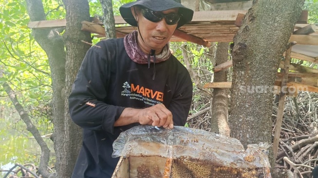 Saah satu anggota Kelompok Budidaya Madu Mangrove Gili Sula atau Sulang Trigona di Lombok Timur. (Suara.com/Dwi Bowo Raharjo)