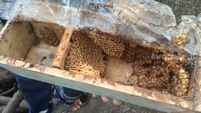Madu Mangrove Gili Sula atau Sulang Trigona di Lombok Timur, Aliman. (Suara.com/Dwi Bowo Raharjo)