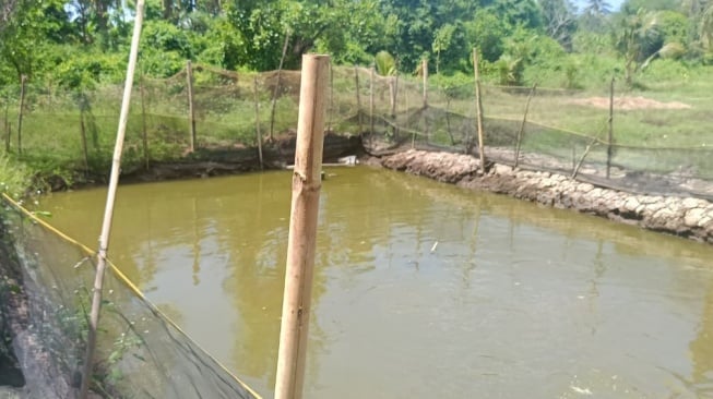 Tambak ikan nila milik Ahmad Supriadi, Kepala Dusun di Kecamatan Sambelia, Lombok Timur, NTB. (Sura.com/Dwi Bowo Raharjo)