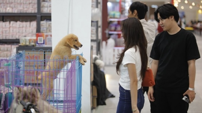 Healing Sederhana di Tengah Kota: Saat Interaksi dengan Banyak Hewan Peliharaan Jadi Obat Stres