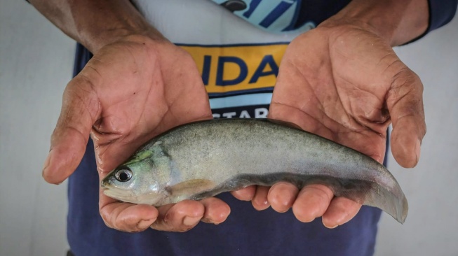 4 Jenis Ikan Belida yang Nyaris Punah Berhasil Dikonservasi di Sungai Musi