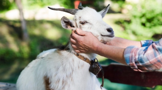 Dibeli Murah untuk Dijual Mahal Idul Adha, Inilah 5 Ciri Kambing Muda Berkualitas