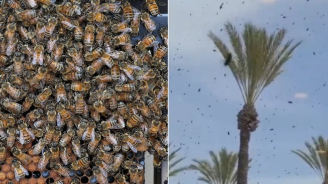 Israel Diserang Jutaan Lebah, Warga Zionis Ketakutan Yakin Itu Kiriman dari Tuhan