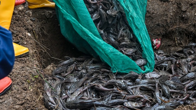 Petugas Dinas Ketahanan Pangan, Kelautan dan Pertanian (KPKP) DKI Jakarta mengubur ikan sapu-sapu saat operasi pembersihan di Sungai Ciliwung, Cililitan, Jakarta, Jumat (17/4/2026). ANTARA FOTO/Sulthony Hasanuddin/tom]
