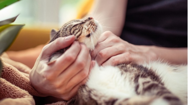 Kasta Oren hingga Bangsa Mujaer: Rahasia Kucing Bisa Jadi Penawar Penat Kantor