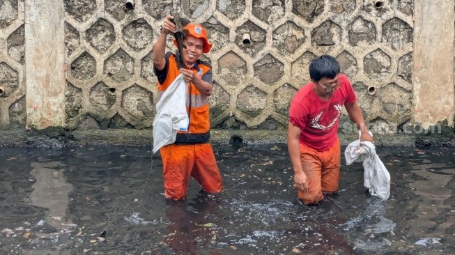 Viral Pemusnahan Ikan Sapu-sapu di Jakarta, Bolehkah Mengubur Hewan Hidup-hidup Menurut Islam?