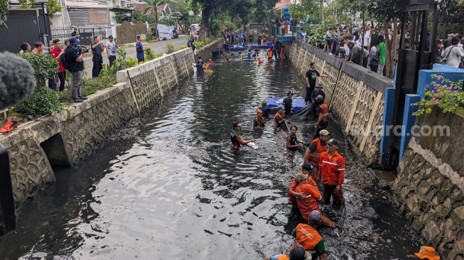 Ikan Sapu-Sapu Jakarta Bisa Pupuk Organik, KKP Ingatkan Bahaya Jika Dikonsumsi