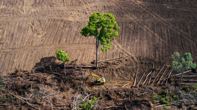 B50 Digenjot untuk Energi, Mengapa Dikhawatirkan Picu Deforestasi dan Harga Pangan?