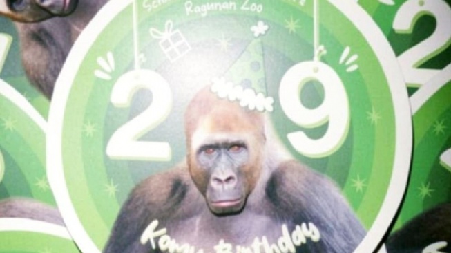 Heboh Ultah Komu! Saat 41 Ribu Orang Rela Antre Demi Lihat Gorila Pemetik Kelapa di Ragunan