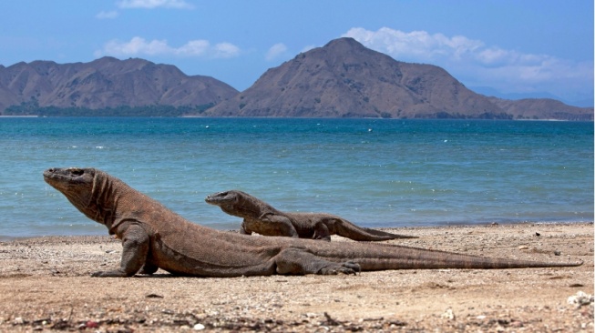 Over Tourism Mengancam, Seberapa Efektif Pembatasan di Taman Nasional Komodo?