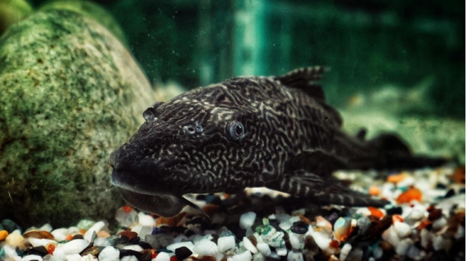 6,9 Ton Ikan Sapu-Sapu Diangkat dari Jakarta: Mengapa Spesies Ini Jadi Ancaman Serius?