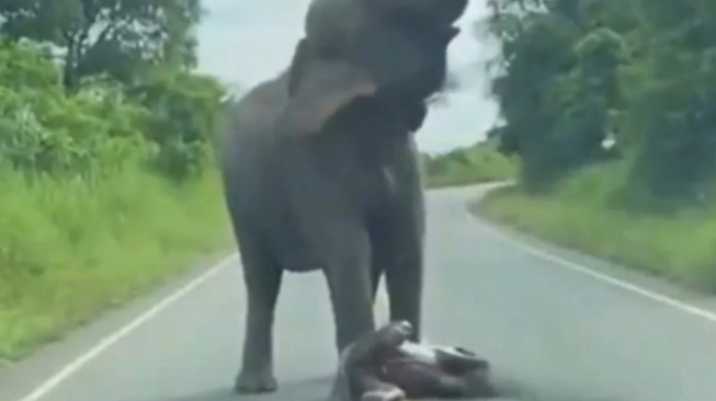 Momen Langka Gajah Liar Melahirkan di Pinggir Jalan Viral, Netizen Tersentuh