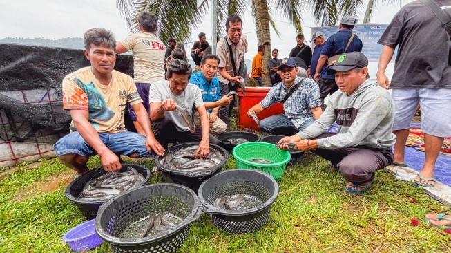 Sinergi Warga dan PT DIB Harita, Panen Perdana Lele di Desa Pelapis Jadi Simbol Kebangkitan Ekonomi