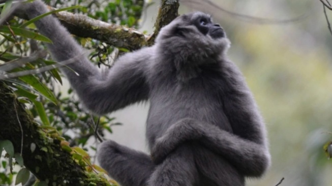 Mengapa Memelihara Owa Jawa Bisa Merusak Regenerasi Hutan? Pakar Bilang Begini