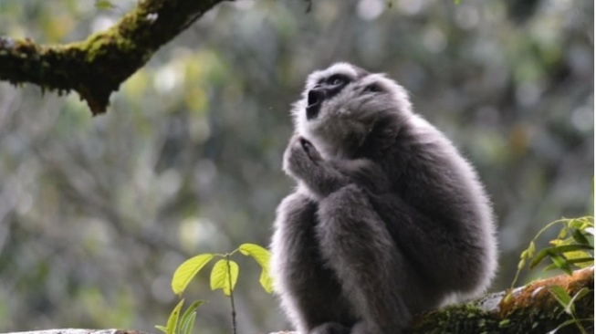 Mengapa Video Owa Jawa yang Menggemaskan Bisa Jadi Ancaman?