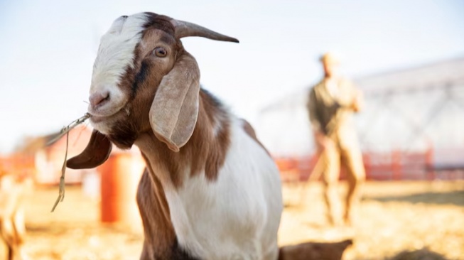 Perbedaan Kambing dan Domba: Mana Lebih Mahal untuk Dijual Saat Idul Adha (freepik)