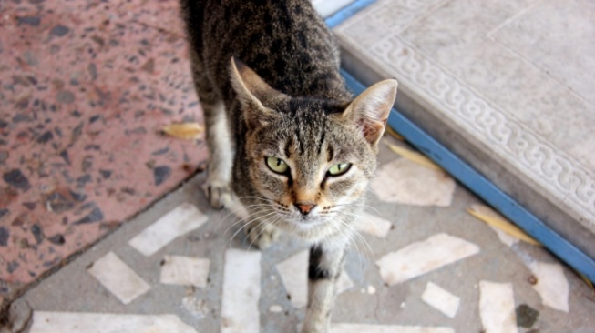 Simalakama Kucing Liar: Antara Kasih Sayang dan Ancaman Invasi Biologis