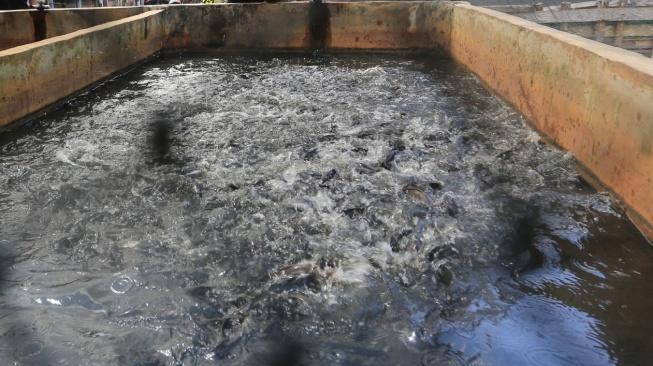 Kisah Inspiratif! Istri Nelayan Raup Penghasilan Berkat Program Harita Group