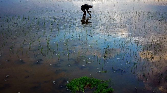 Genjot Produksi Beras, Sulsel Distribusikan 2.300 Ton Benih Padi Gratis