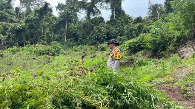Fakta Kronologi Ladang Ganja 20 Hektare di Empat Lawang Terbongkar, Bermula dari Palembang