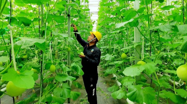 Bukan Energi Listrik Saja, Ini Cara Pertamina Dorong Pemanfaatan Panas Bumi untuk Ekonomi Rakyat