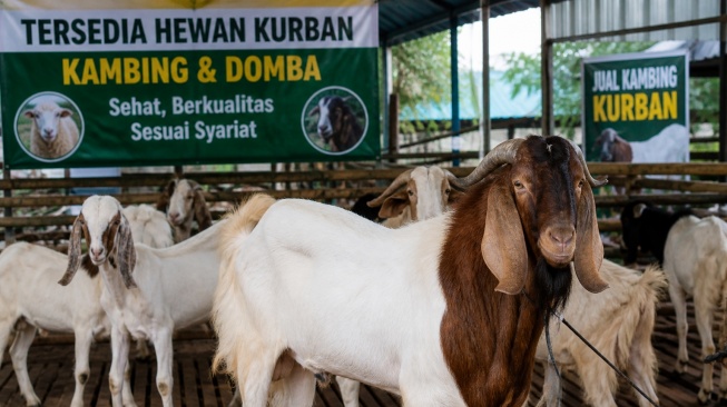 Daftar Harga Kambing Kurban 2026 Terbaru Mulai Rp1 Jutaan, Cek Rekomendasinya di Sini!