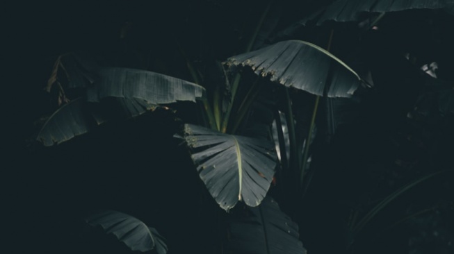 Pocong yang Membesar sambil Menyeringai Gila di Kebun Pisang