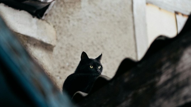 Ilustrasi kucing hitam, Ilustrasi mimpi kucing hitam. (Pexels/@61078180)