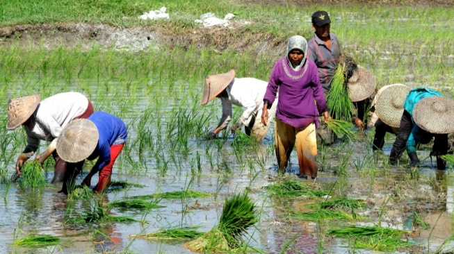 Peneliti Ungkap Dua Ancaman Besar Ketahanan Pangan Indonesia, Apa Saja Itu?