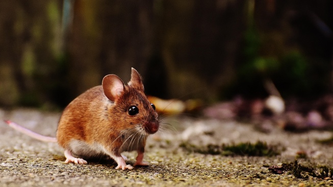 Gejala Awal Mirip Flu, Apa Perbedaan Hantavirus dan Corona?
